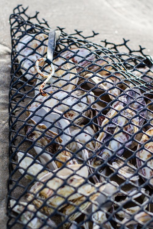 O_IMG_8294.jpg O_IMG_8294.jpg