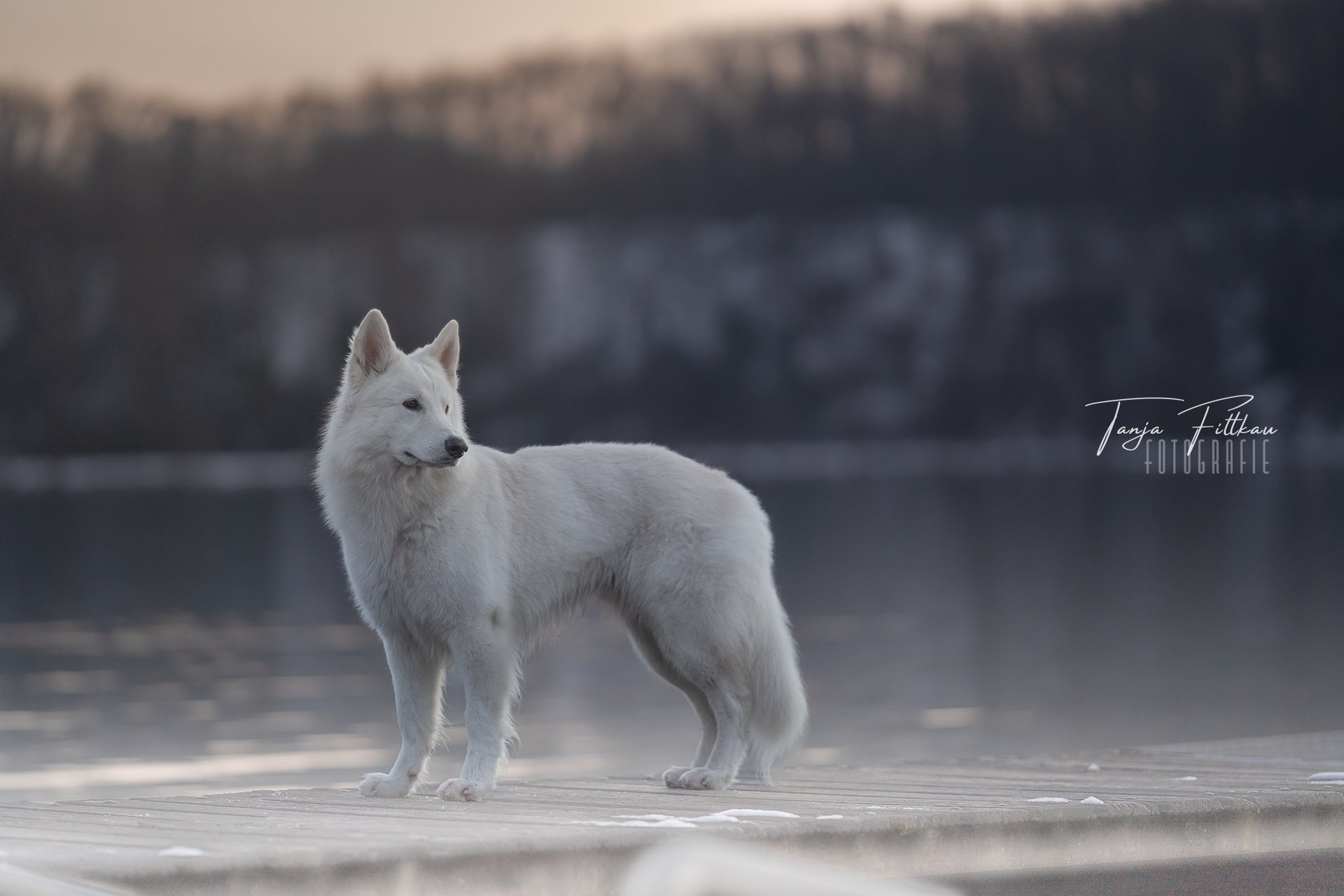 W_TFL03774.jpg