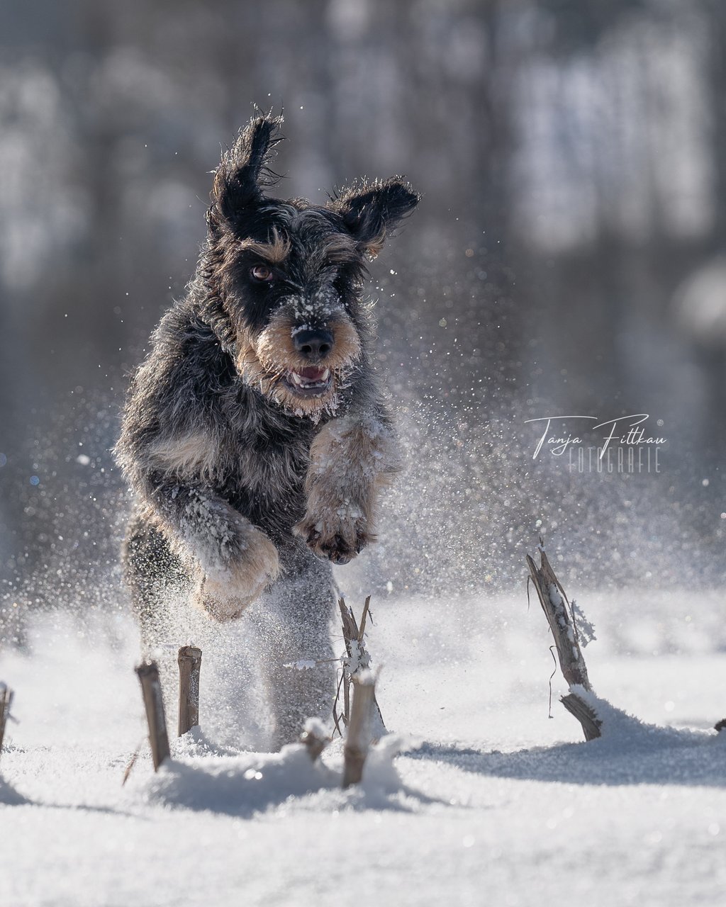 W_TFL03966-Bearbeitet.jpg