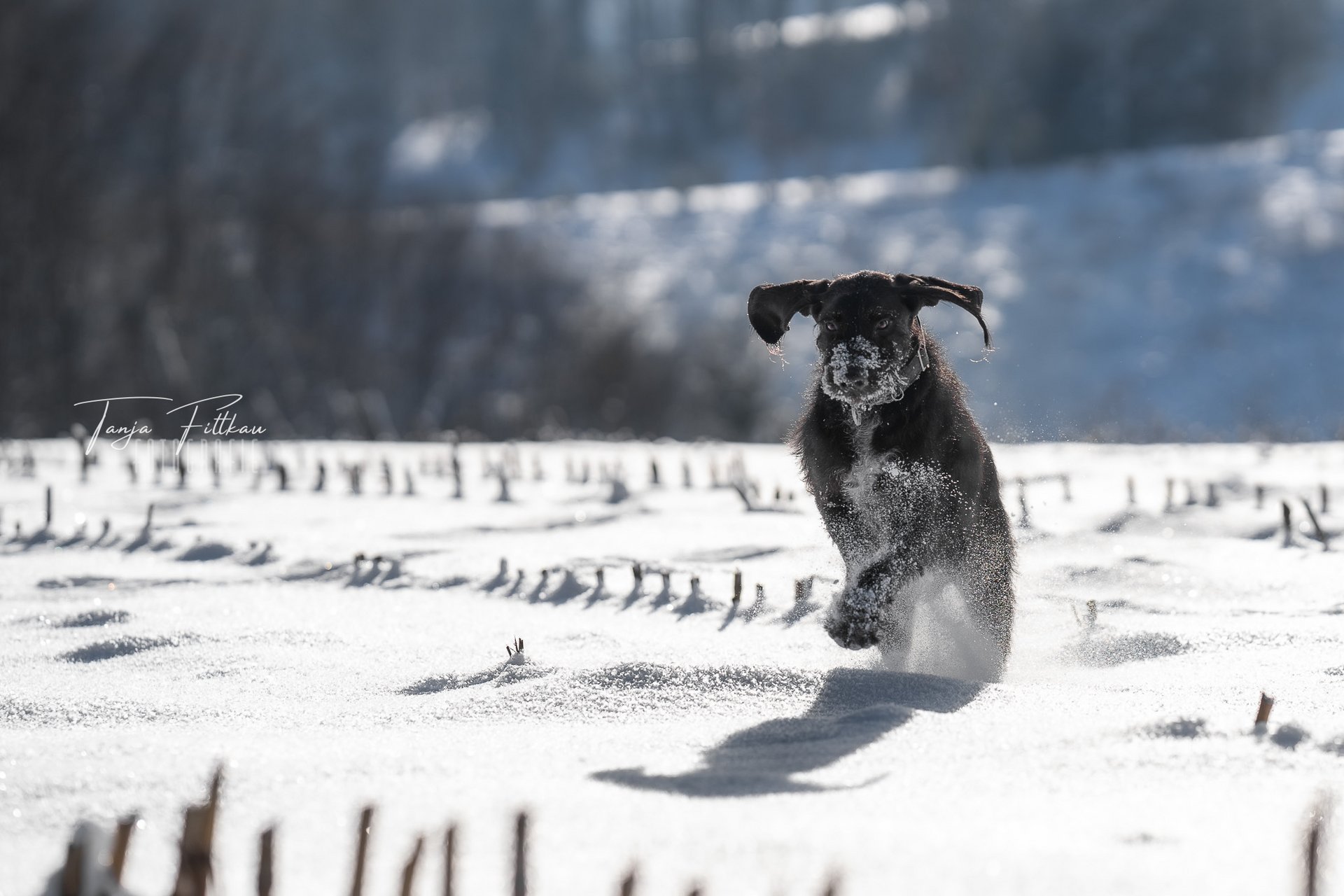 W_TFL04064-Bearbeitet.jpg