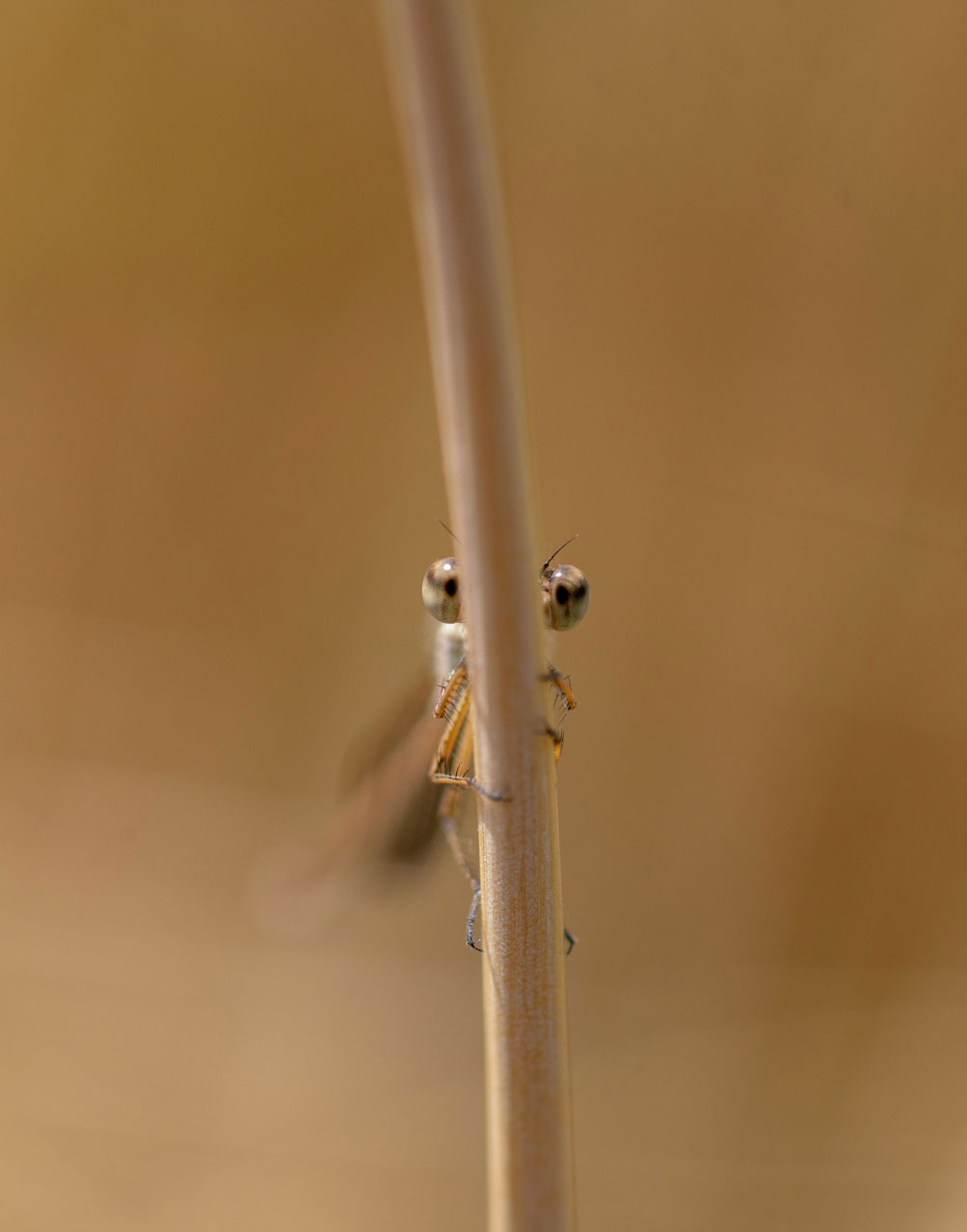 20180715-DSC00261.jpg